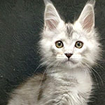 Котенок мейн-кун Weronika StarPaws, окрас fs, помет W, 09.03.2022