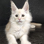 Котенок мейн-кун Winter StarPaws, окрас ds 25, помет W, 09.03.2022