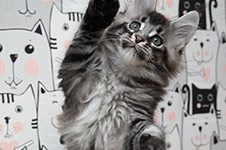 Котенок мейн-кун XMentor StarPaws, окрас n 25, помет X, 19.08.2022
