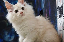 Котенок мейн-кун Xander StarPaws, окрас es 25, помет X, 19.08.2022