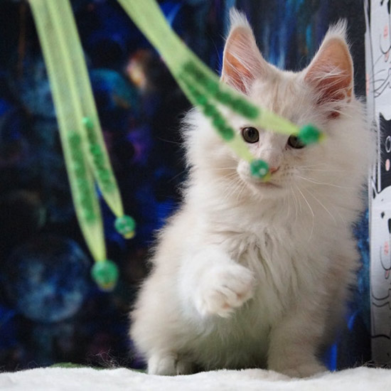 Котенок мейн-кун Xander StarPaws, окрас es 25, помет X, 19.08.2022