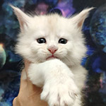 Котенок мейн-кун Xander StarPaws, окрас es 25, помет X, 19.08.2022