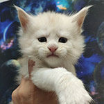 Котенок мейн-кун Xander StarPaws, окрас es 25, помет X, 19.08.2022