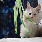 Котенок мейн-кун Xander StarPaws, окрас es 25, помет X, 19.08.2022
