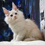 Котенок мейн-кун Xander StarPaws, окрас es 25, помет X, 19.08.2022