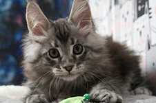 Котенок мейн-кун Xenon StarPaws, окрас ns 22, помет X, 19.08.2022