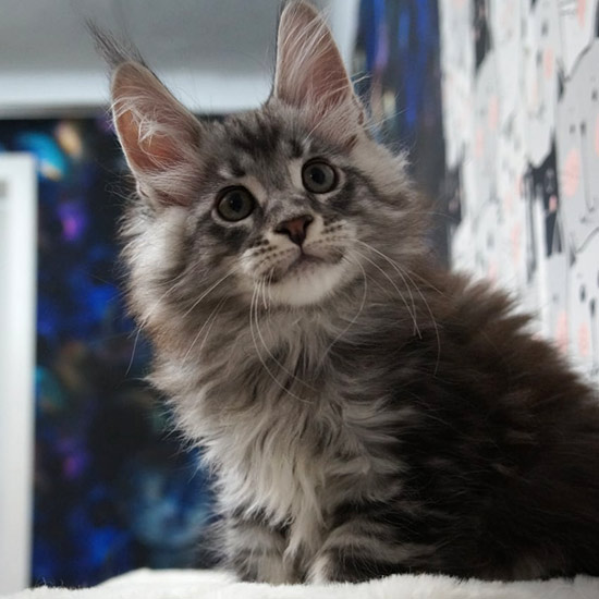 Котенок мейн-кун Xenon StarPaws, окрас ns 22, помет X, 19.08.2022