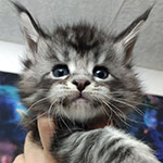 Котенок мейн-кун Xenon StarPaws, окрас ns 22, помет X, 19.08.2022