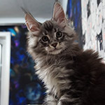 Котенок мейн-кун Xenon StarPaws, окрас ns 22, помет X, 19.08.2022