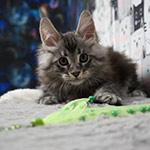 Котенок мейн-кун Xenon StarPaws, окрас ns 22, помет X, 19.08.2022