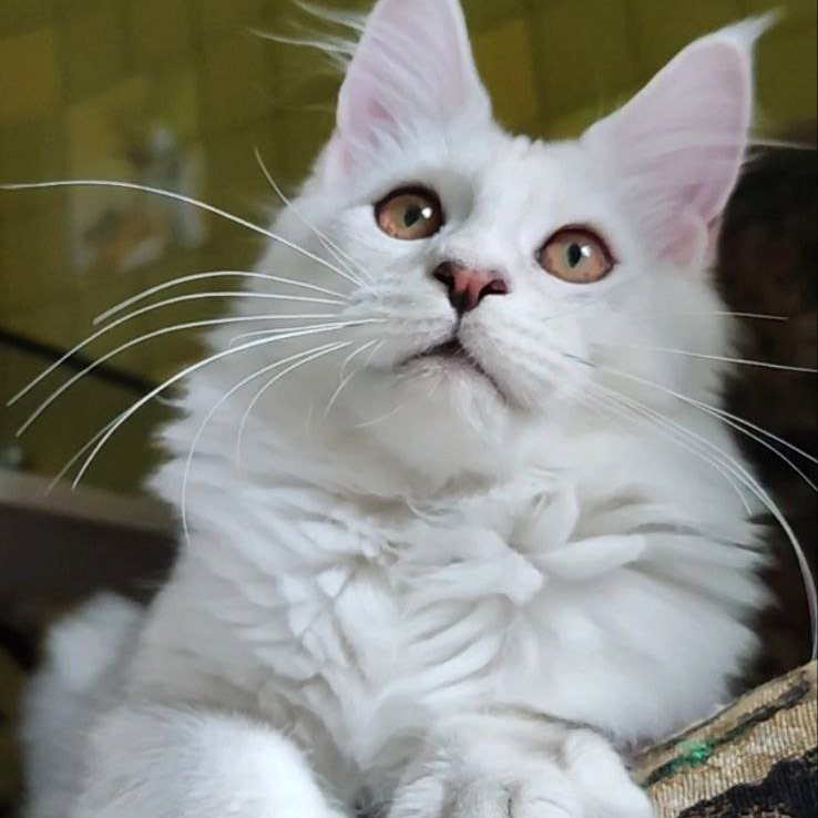 Котенок мейн-кун Yeruti StarPaws, окрас fs 12, помет Y, 10.11.2022