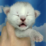 Котенок мейн-кун Yeruti StarPaws, окрас fs 12, помет Y, 10.11.2022