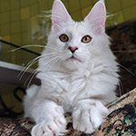 Котенок мейн-кун Yeruti StarPaws, окрас fs 12, помет Y, 10.11.2022