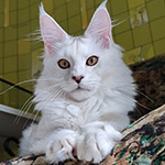 Котенок мейн-кун Yeruti StarPaws, окрас fs 12, помет Y, 10.11.2022