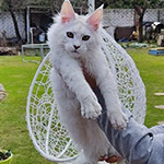 Котенок мейн-кун Yeruti StarPaws, окрас fs 12, помет Y, 10.11.2022