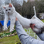 Котенок мейн-кун Yeruti StarPaws, окрас fs 12, помет Y, 10.11.2022