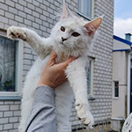 Котенок мейн-кун Yeruti StarPaws, окрас fs 12, помет Y, 10.11.2022