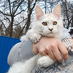 Котенок мейн-кун Yeruti StarPaws, окрас fs 12, помет Y, 10.11.2022