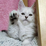 Котенок мейн-кун Yeruti StarPaws, окрас fs 12, помет Y, 10.11.2022