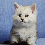 Котенок мейн-кун Yeruti StarPaws, окрас fs 12, помет Y, 10.11.2022