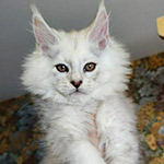 Котенок мейн-кун Yeruti StarPaws, окрас fs 12, помет Y, 10.11.2022