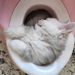 Котенок мейн-кун Yeruti StarPaws, окрас fs 12, помет Y, 10.11.2022