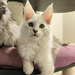 Котенок мейн-кун Yeruti StarPaws, окрас fs 12, помет Y, 10.11.2022