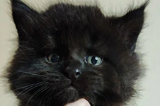 Котенок мейн-кун Yeti StarPaws, окрас ns, помет Y, 10.11.2022