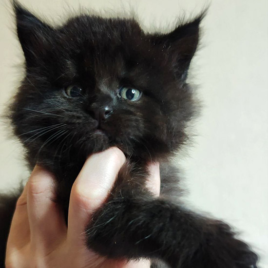 Котенок мейн-кун Yeti StarPaws, окрас ns, помет Y, 10.11.2022