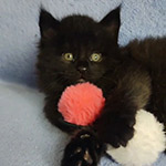 Котенок мейн-кун Yeti StarPaws, окрас ns, помет Y, 10.11.2022
