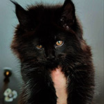 Котенок мейн-кун Yeti StarPaws, окрас ns, помет Y, 10.11.2022