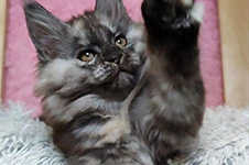 Котенок мейн-кун Yoda StarPaws, окрас fs, помет Y, 10.11.2022