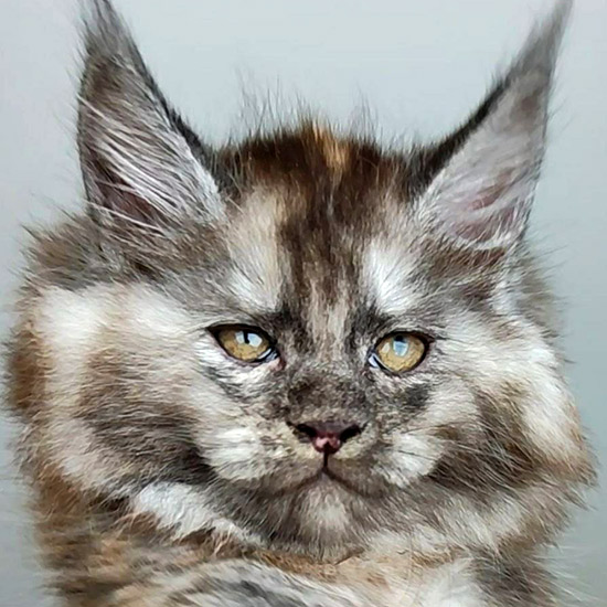 Котенок мейн-кун Yoda StarPaws, окрас fs, помет Y, 10.11.2022