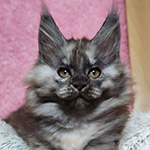 Котенок мейн-кун Yoda StarPaws, окрас fs, помет Y, 10.11.2022