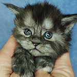 Котенок мейн-кун Yoda StarPaws, окрас fs, помет Y, 10.11.2022