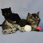 Котята мейн-кун StarPaws, помет Y, 10.11.2022