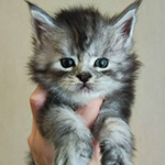 Котенок мейн-кун Zorro StarPaws, окрас ns 22, помет Z, 14.11.2022