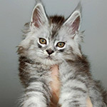 Котенок мейн-кун Zorro StarPaws, окрас ns 22, помет Z, 14.11.2022