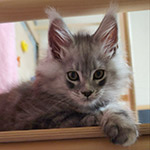 Котенок мейн-кун Zorro StarPaws, окрас ns 22, помет Z, 14.11.2022