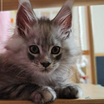 Котенок мейн-кун Zorro StarPaws, окрас ns 22, помет Z, 14.11.2022