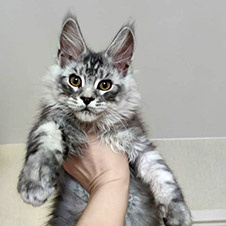 Котенок мейн-кун Zorro StarPaws, окрас ns 22, помет Z, 14.11.2022