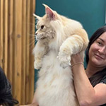 Кот мейн-кун Damir StarPaws, окрас ds 22