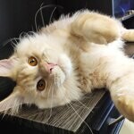 Кот мейн-кун Damir StarPaws, окрас ds 22