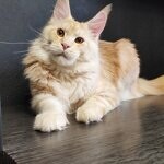 Кот мейн-кун Damir StarPaws, окрас ds 22