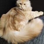 Кот мейн-кун Damir StarPaws, окрас ds 22