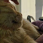 Кот мейн-кун Damir StarPaws, окрас ds 22