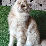 Кот мейн-кун Damir StarPaws, окрас ds 22