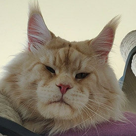 Кот мейн-кун Damir StarPaws, окрас ds 22