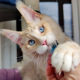 Кот мейн-кун Krispy StarPaws, окрас es 09 61