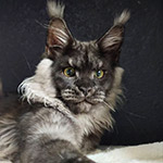Кот мейн-кун Lazurit StarPaws, окрас ns